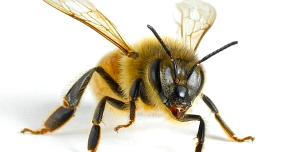 Albinele pot numara. Pana la patru