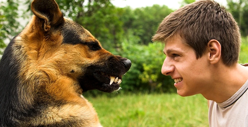 Cum afli dacă este fericit câinele tău? Iată cum se „traduc” expresiile faciale ale câinilor (VIDEO)