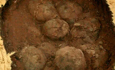 Ouă noi de dinozauri, descoperite în România