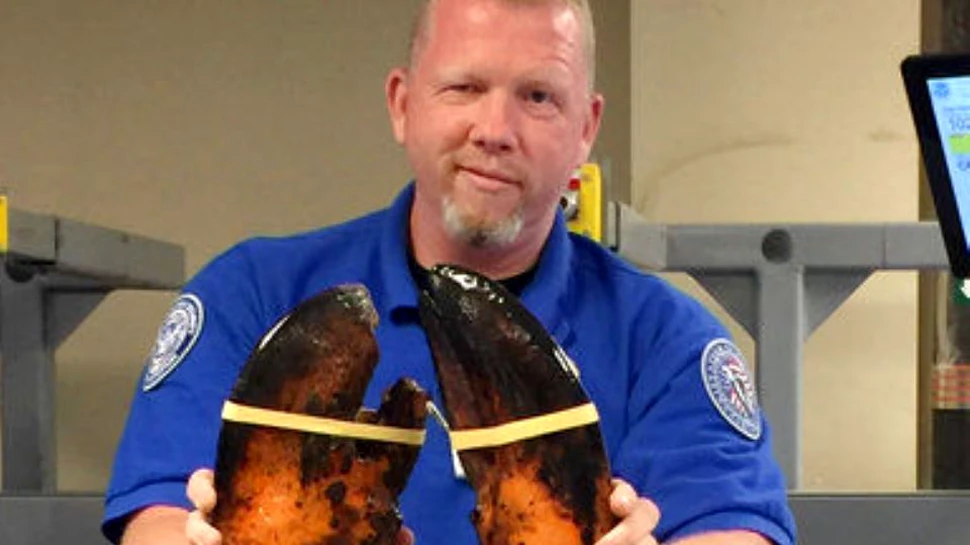 FOTO. Un homar viu de aproape 10 kilograme şi lung cât un câine mediu a fost descoperit în bagajul unei persoane pe un aeroport