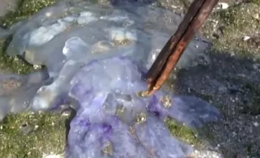 Meduzele albastre, o apariţie inedită pe litoralul românesc