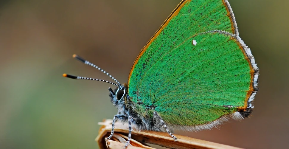 Cercetătorii au creat un material optic super-puternic după structura aripilor de fluture – FOTO