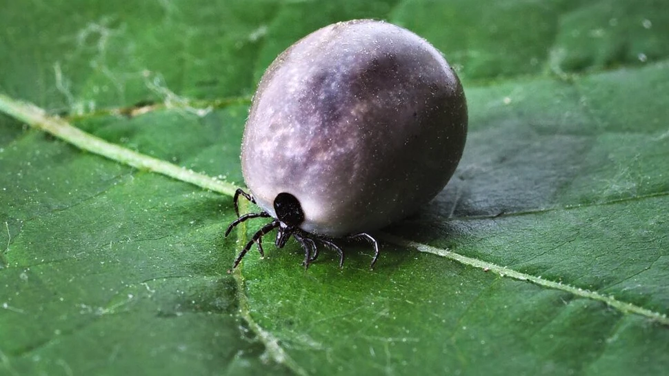 Un nou virus a fost identificat în căpușele din Elveția
