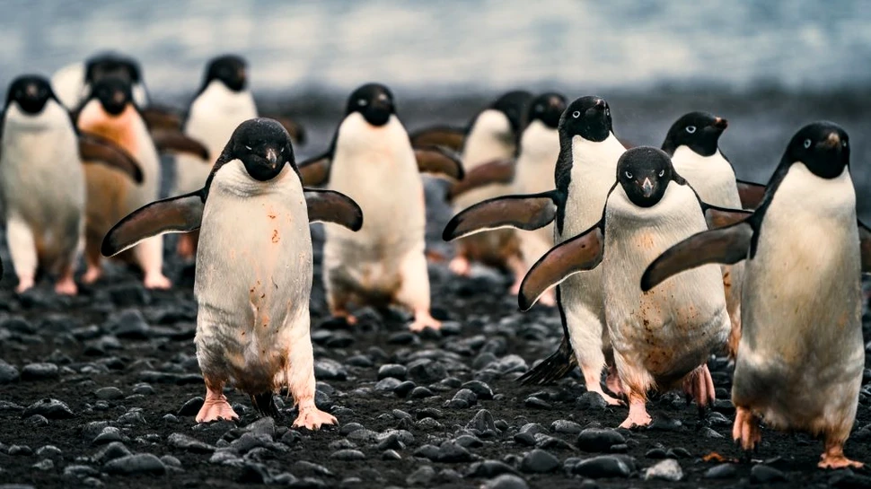 Dronele i-au ajutat pe cercetători să observe un milion de pinguini