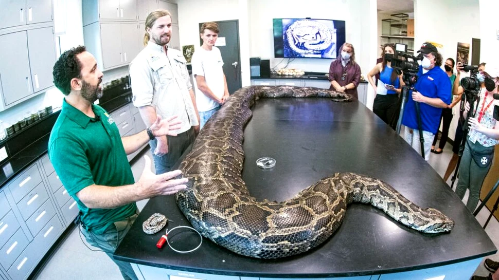 Cel mai mare piton descoperit vreodată în statul american Florida are o lungime de temut