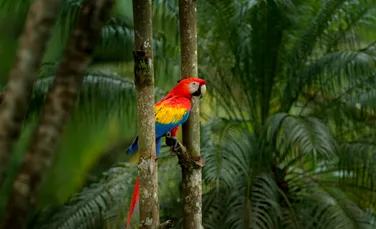 A fost o „limbă dispărută” salvată cu adevărat de un papagal?