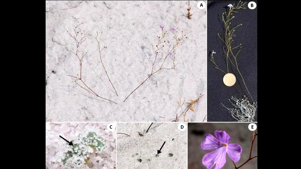 O plantă carnivoră „vânează” sub pământ