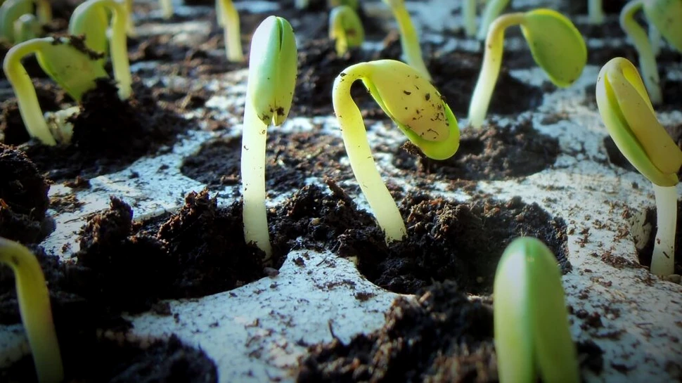 Cercetătorii au descoperit o metodă prin care unele plante pot crește în întuneric