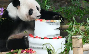 Cel mai bătrân mascul de urs panda a murit. Avea echivalentul a 105 ani în vârstă umană