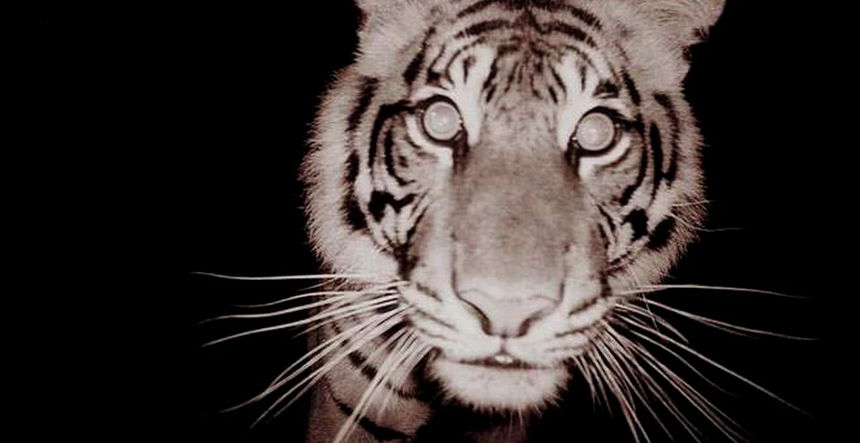 O femelă gestantă dintr-o specie rară de tigru a fost ucisă