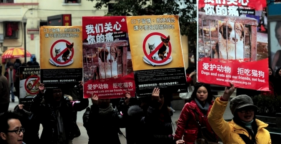 În China a fost interzis un festival la care se consuma carne de câine
