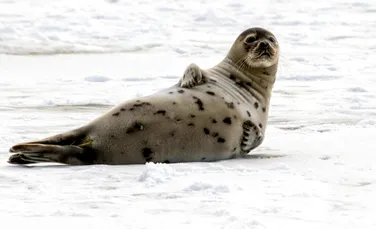 O specie de foci își poate monitoriza nivelul de oxigen din sânge pentru a nu se îneca