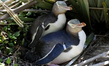 Pinguini descoperiti la 500 de ani dupa extinctie