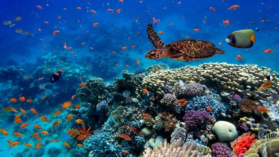 Concluzie alarmantă: ecosistemele marine se află într-un pericol şi mai mare decât s-a crezut până acum. Nu doar schimbarea climatică este de vină