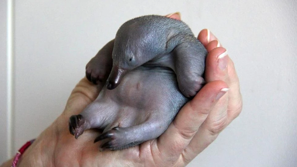 Cel mai drăgălaş animal: Beau, puiul de echidnă (FOTO, VIDEO)