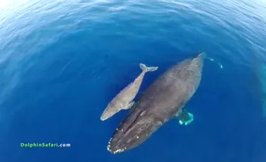 Delfini şi balene filmate cu ajutorul unei drone. Imagini impresionante (VIDEO)