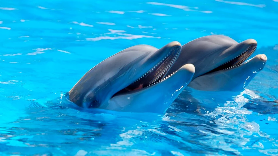 Gripa aviară infectează cetaceele. Un delfin și un marsuin, testați pozitiv