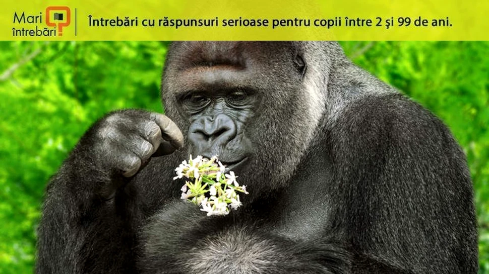 Pot animalele să numere?