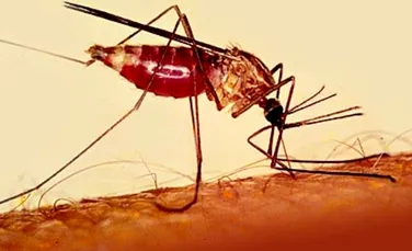 Incalzirea globala poate aduce malaria in Europa