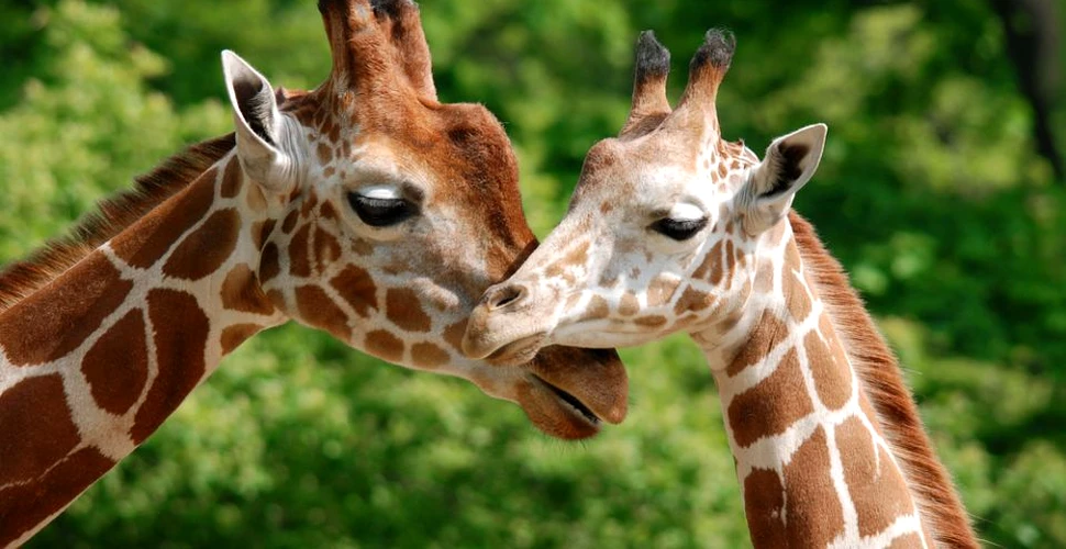 10 lucruri inedite pe care trebuie să le ştii despre girafe