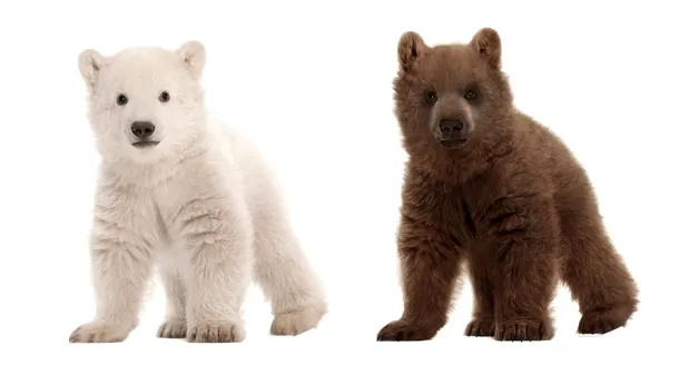 În imagini puteţi vedea un pui de urs polar şi unul de urs brun