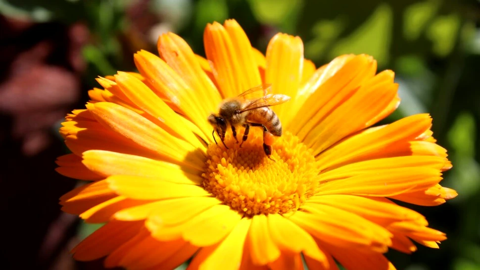 Pierderea biodiversității amenință direct sănătatea oamenilor, arată un nou studiu: dispariția polenizatorilor afectează alimentația și veniturile