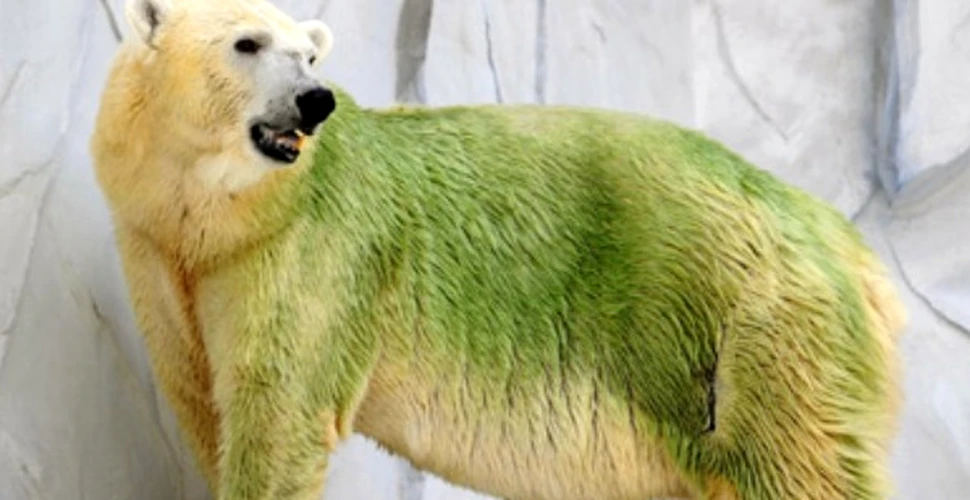 Ursii polari din Japonia au devenit verzi