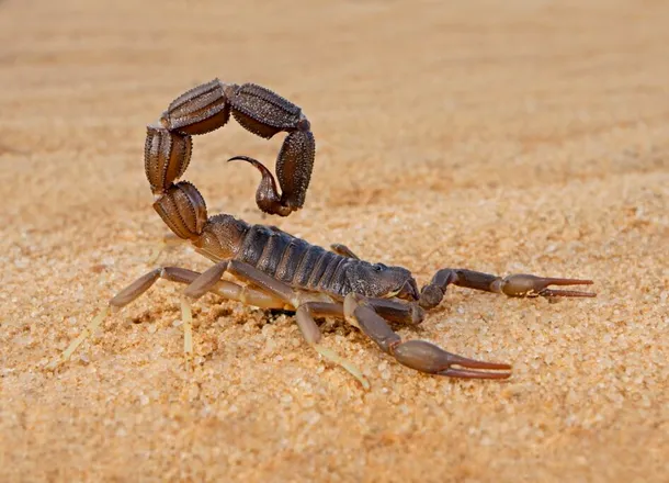 Cercetătorii au scos la iveală secretul metalic al scorpionilor