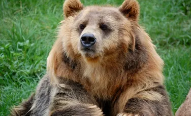 Un urs a mâncat un porc de 150 de kilograme dintr-o gospodărie din Buzău