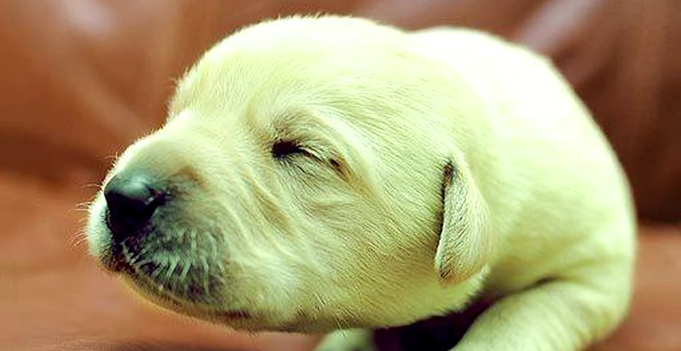 În Marea Britanie s-a născut un căţel din rasa Labrador Retriever cu blana de culoare verde