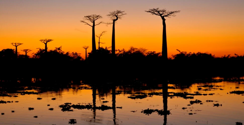 Baobabii, arborii sacri din Madagascar, sunt în pericol