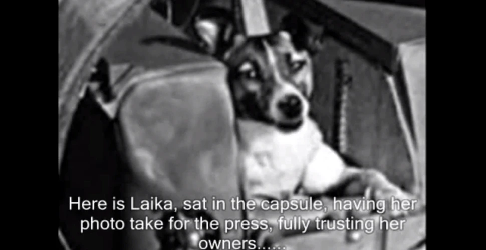 Ce s-a întâmplat cu Laika, primul animal care a zburat în spaţiu? (VIDEO)