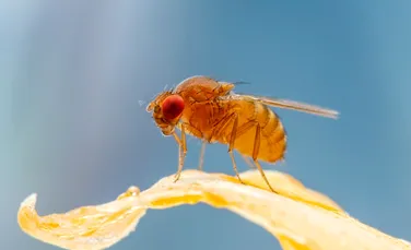 Culorile insectelor se schimbă din cauza oamenilor, arată un studiu