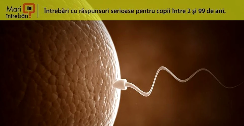 Ce se întâmplă atunci când un spermatozoid întâlneşte un ovul?