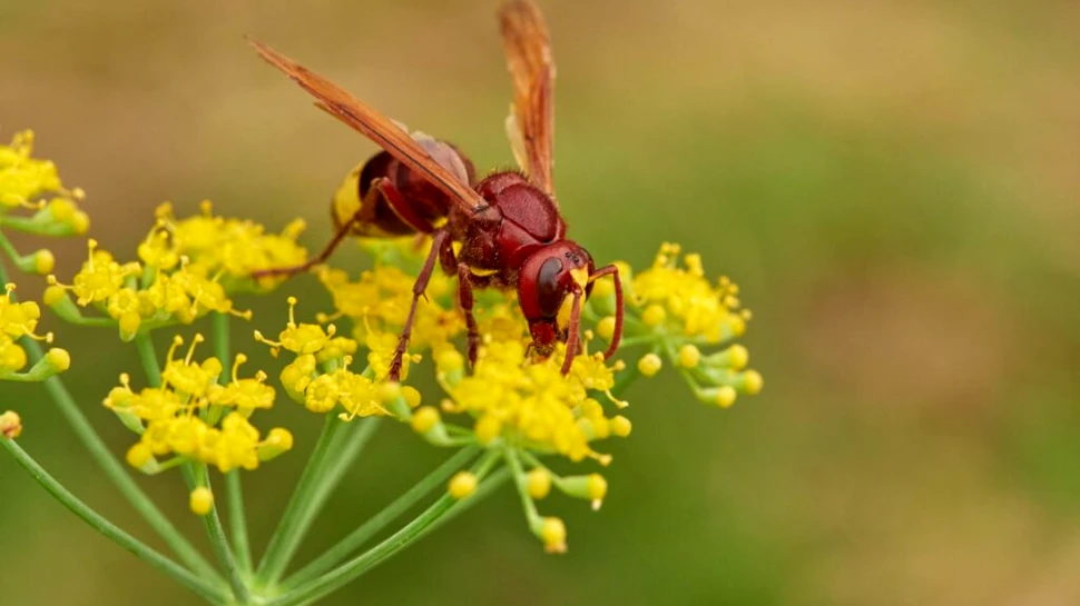O specie de viespe poate consuma alcool toată săptămâna fără să se îmbete