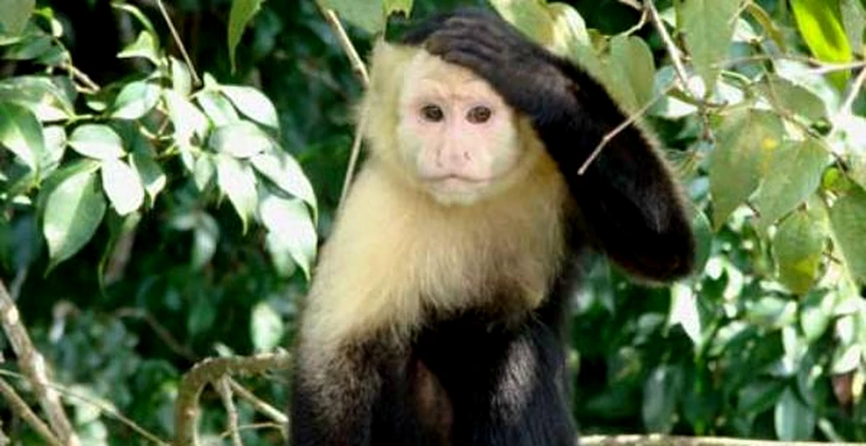 Ce fac maimuţele pentru a fi sexy?