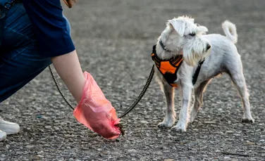 Teste ADN pentru a găsi stăpânii de câini care nu curăță în urma lor