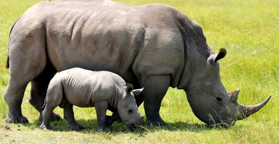 Ultima soluţie pentru salvarea rinocerilor: legalizaţi comerţul cu coarne de rinocer, cere un grup de cercetători