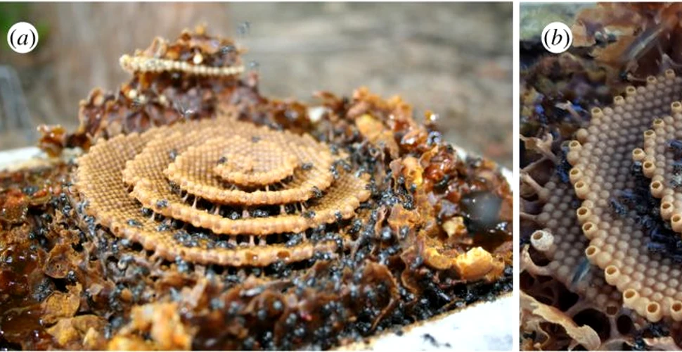 Cercetătorii au aflat de ce unele albine construiesc faguri spiralați, asemenea unor palate de cristal