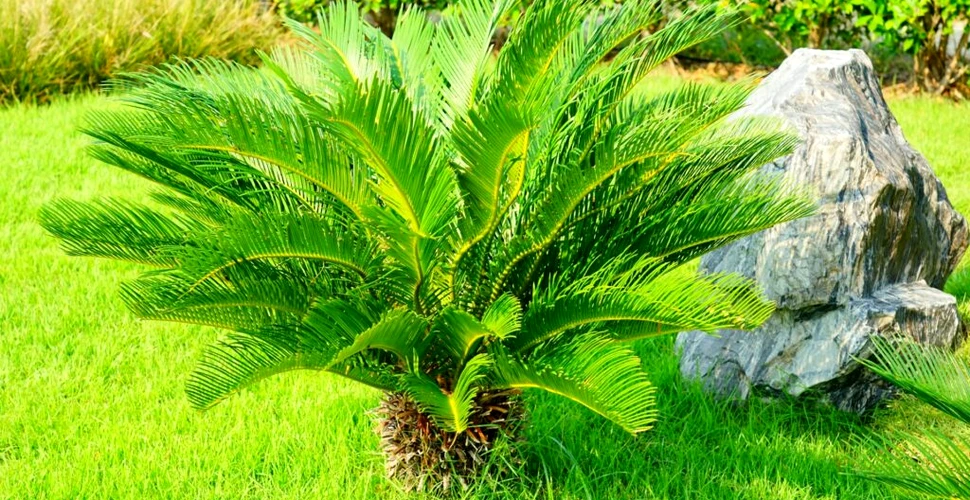 Cea mai singuratică plantă din lume își caută jumătatea. Cum o ajută oamenii de știință?