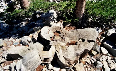 Copacul Prometeu, vechi de 4.900 de ani, a fost cândva cel mai bătrân din lume. Ce soartă a avut?