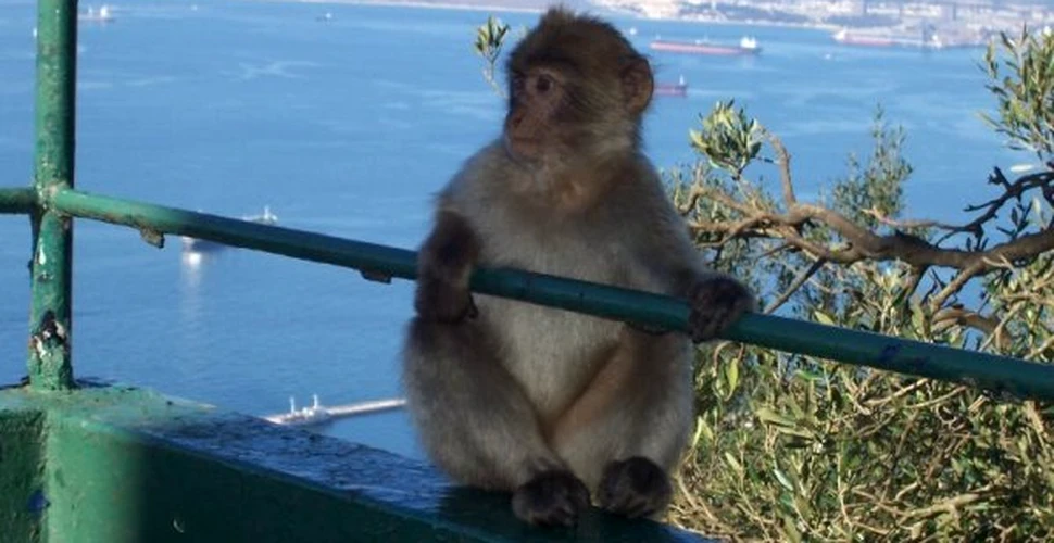 In Gibraltar maimutele agresive sunt eutanasiate
