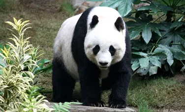 Va dispărea habitatul urşilor panda?