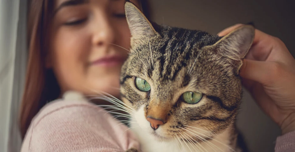 Cum își comunică pisicile adevăratele intenții? Un studiu a aflat ce fac felinele în absența oamenilor