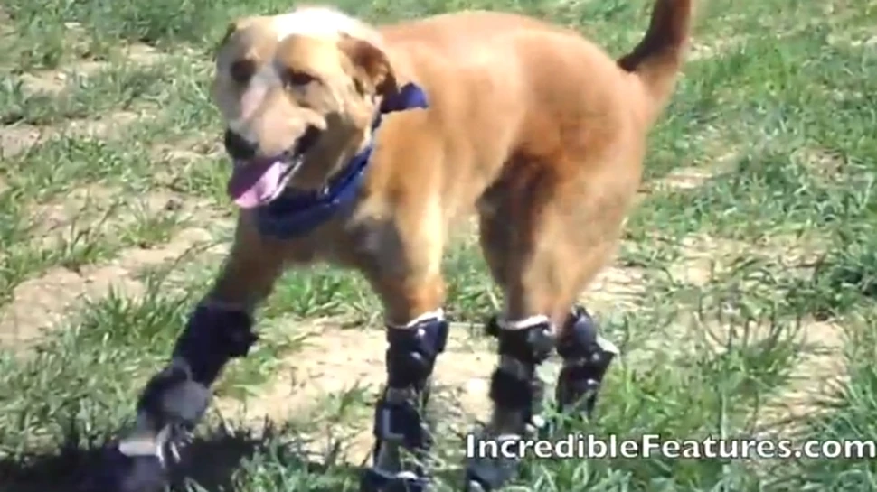 Naki’o, primul câine cu proteze în locul picioarelor, se bucură din nou de viaţă! (VIDEO)