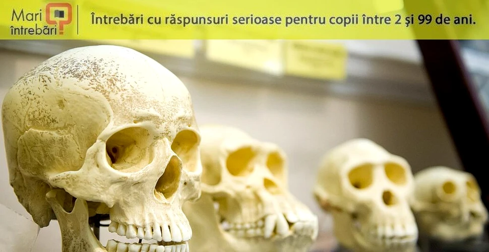 Care este diferența dintre Neanderthalieni și Homo sapiens?