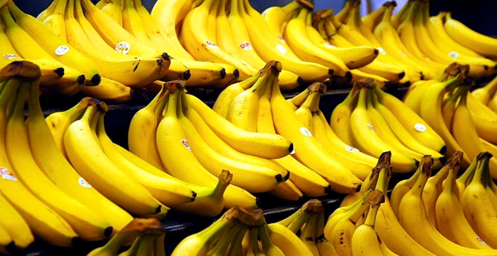 Descifrarea ADN-ului bananelor poate duce la salvarea acestora