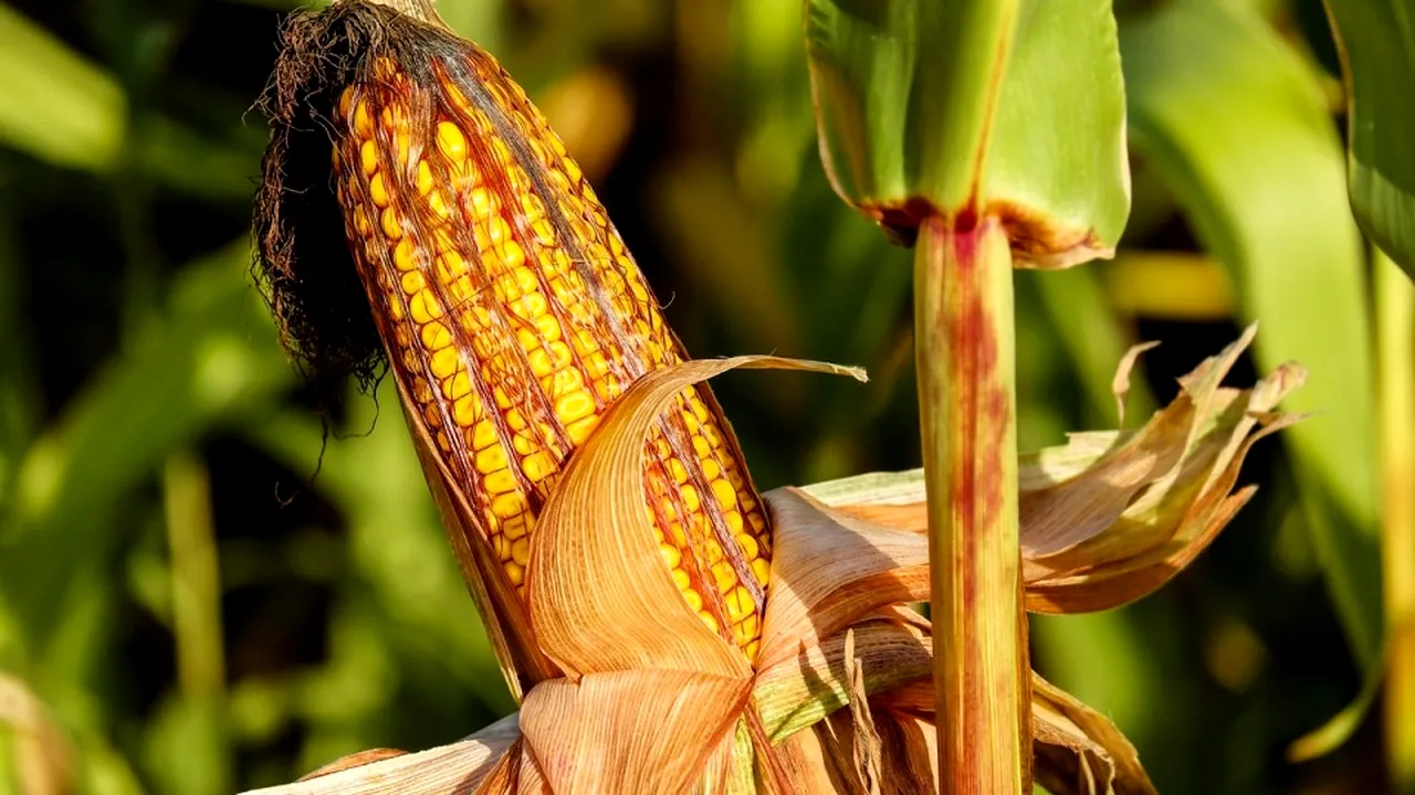 2-corn-on-the-cob-1690387-1280 