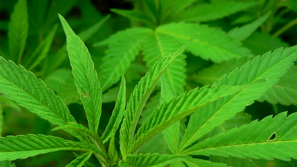 Cannabisul ii face pe barbati infertili