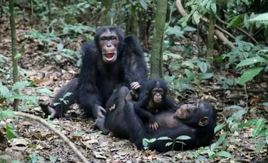Comportament şocant observat în natură: Cimpanzeii consumă creierul puilor de maimuţă. Descoperirea ar putea avea implicaţii în evoluţia umană